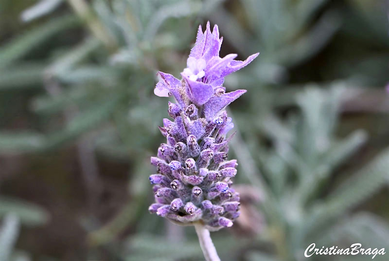 Lavanda Francesa - Lavandula dentata - Flores e Folhagens