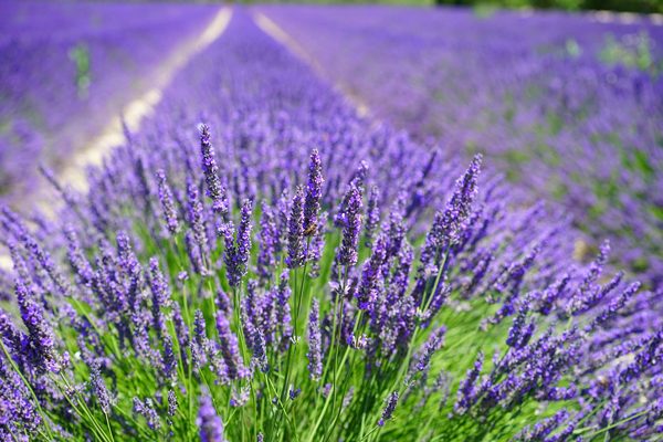 Lavanda Inglesa - Lavandula angustifolia