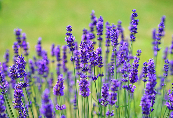 Lavanda Inglesa - Lavandula angustifolia - Flores e Folhagens