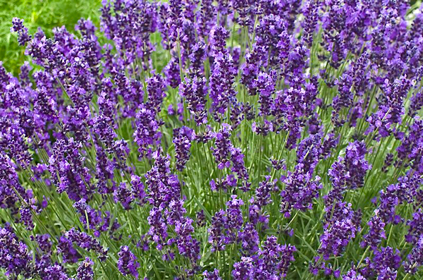 Lavanda Inglesa - Lavandula angustifolia