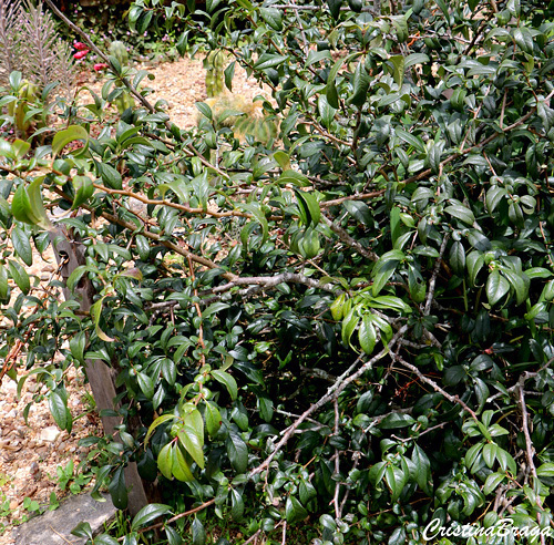 Marmelinho ornamental - Chaenomeles speciosa