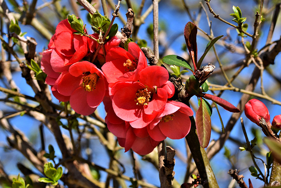 Marmelinho ornamental - Chaenomeles speciosa