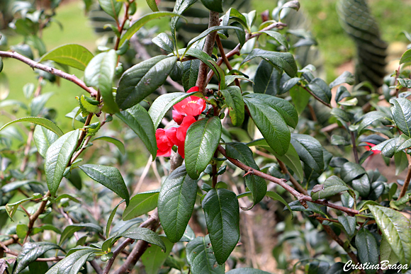 Marmelinho ornamental - Chaenomeles speciosa