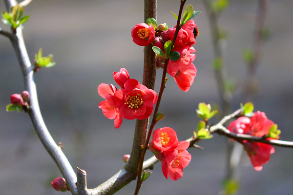 Marmelinho ornamental - Chaenomeles speciosa