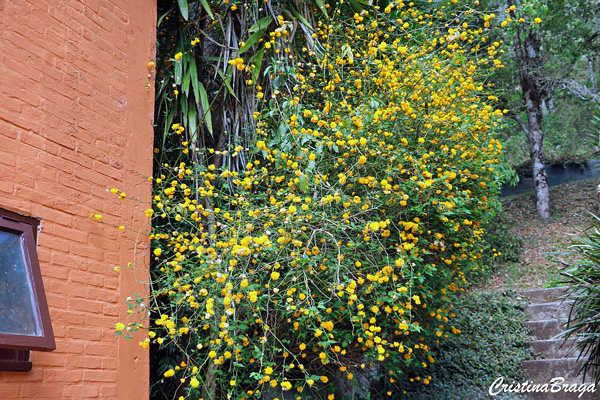 Rosa do Japão - Kerria japonica