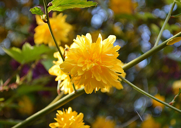 Rosa do Japão - Kerria japonica