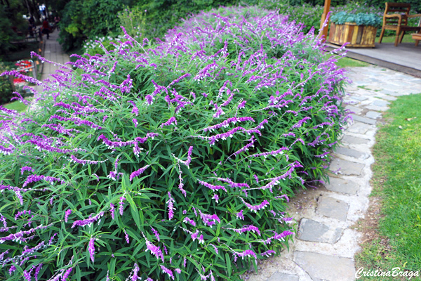 Sálvia bicolor - Salvia leucantha