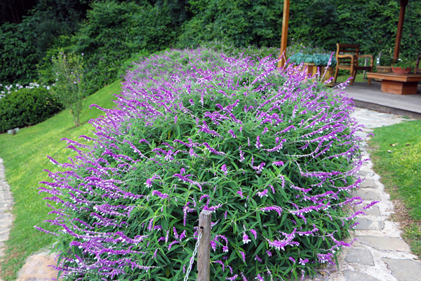 Sálvia bicolor - Salvia leucantha