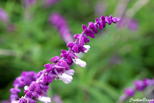 Sálvia bicolor - Salvia leucantha