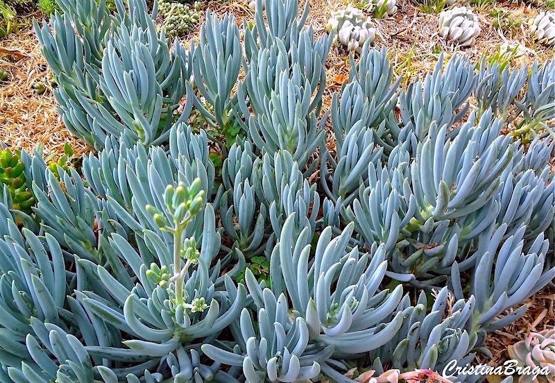 Senecio Azul - Senecio mandraliscae