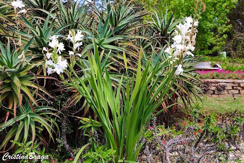 Angélica - Polianthes tuberosa - Flores e Folhagens