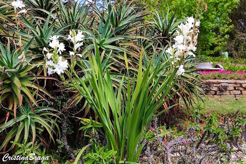 Angélica - Polianthes tuberosa