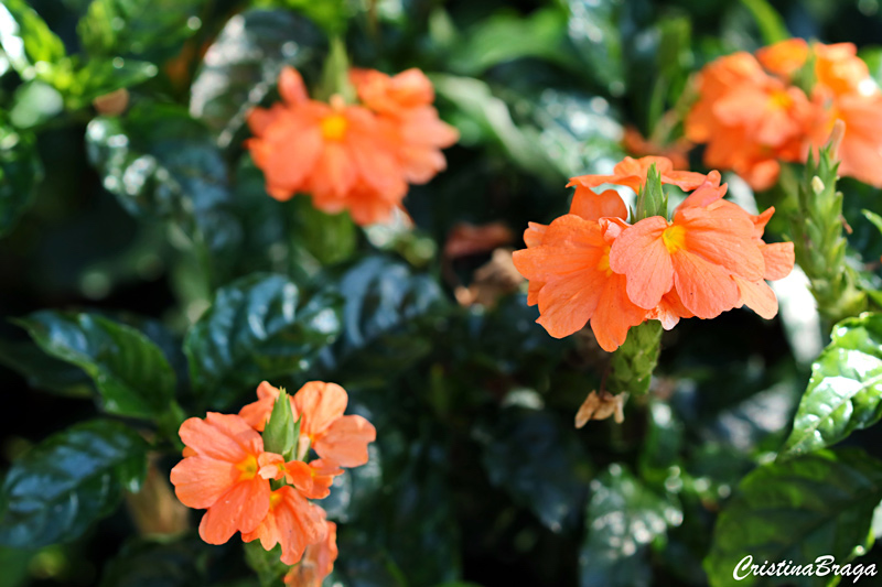 Crossandra - Crossandra infundibuliformis