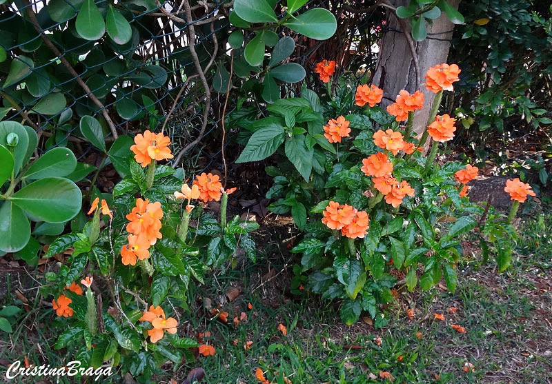 Crossandra - Crossandra infundibuliformis