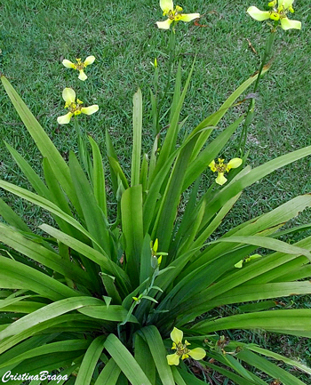 Íris Amarela - Neomarica longifolia