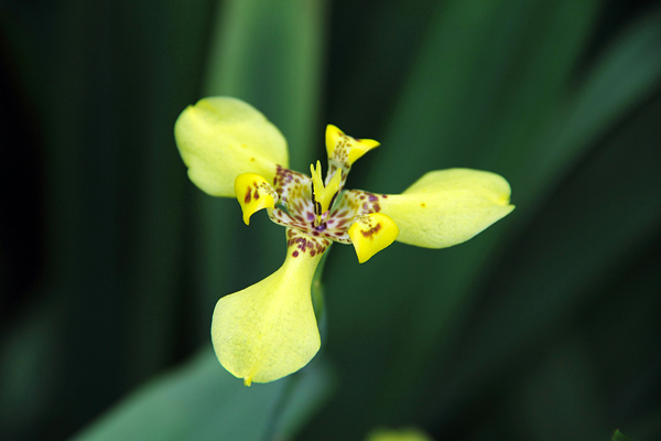 Íris Amarela - Neomarica longifolia - Flores e Folhagens
