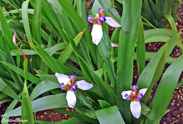 Íris da Praia – Neomarica candida - Flores e Folhagens Íris da Praia – Neomarica candida - Flores e Folhagens