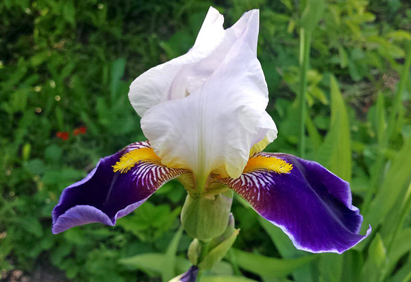 Íris - Iris germanica