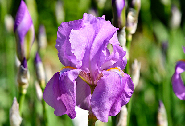 Íris - Iris germanica