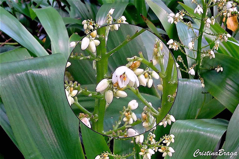 Palma do Norte - Xiphidium caeruleum