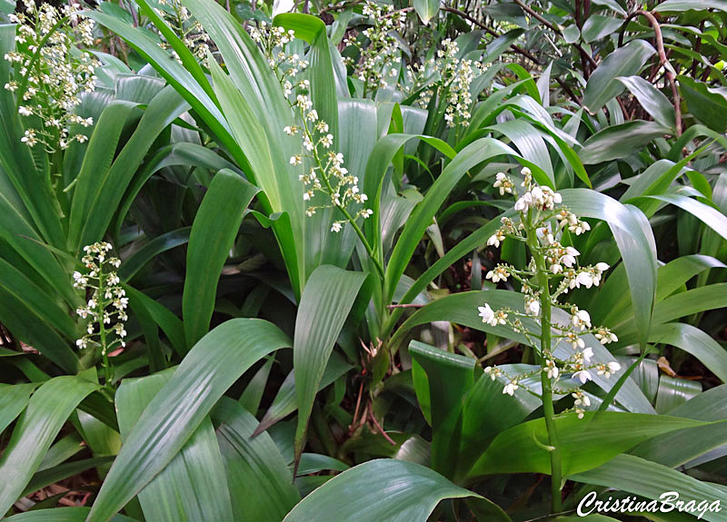 Palma do Norte - Xiphidium caeruleum