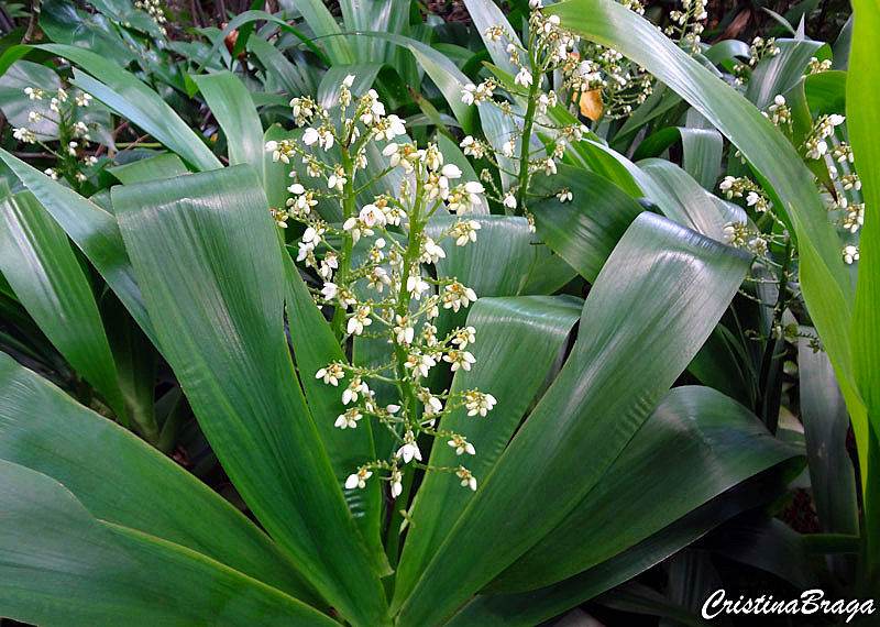 Palma do Norte - Xiphidium caeruleum - Flores e Folhagens