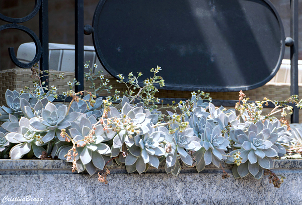 Planta Fantasma - Graptopetalum paraguayense