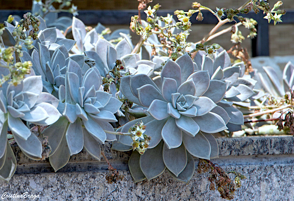 Planta Fantasma - Graptopetalum paraguayense