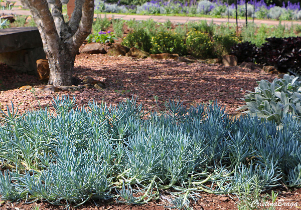 Senécio Azul