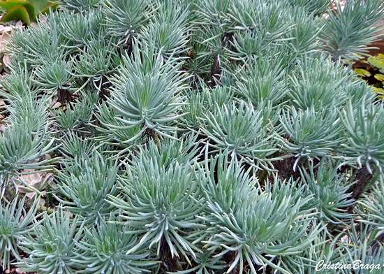 Senécio Azul - Senecio mandraliscae