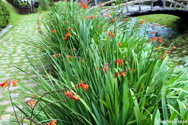 Tritônia - Crocosmia x crocosmiiflora