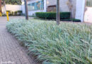 Dianela – Dianella ensifolia