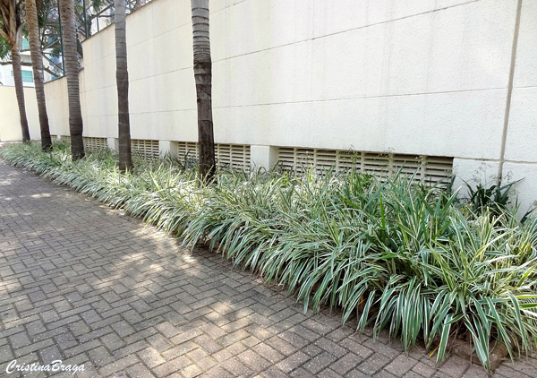 Dianela - Dianella ensifolia
