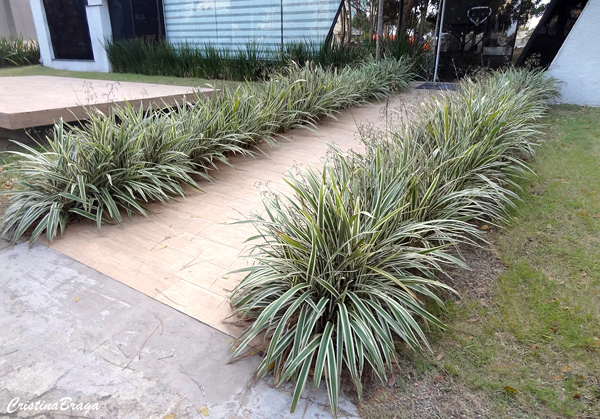Dianela - Dianella ensifolia