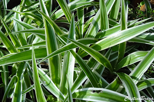 Dianela - Dianella ensifolia