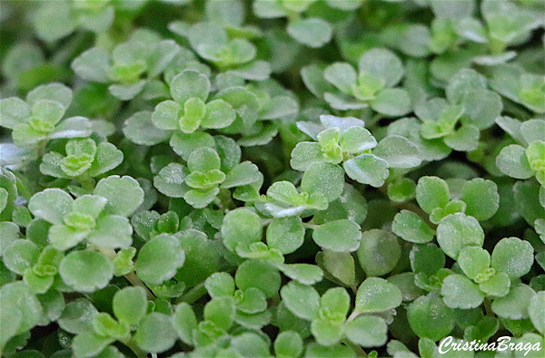 Lágrimas de bebê - Pilea