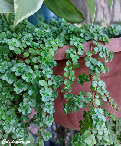 Lágrimas de bebê - Pilea