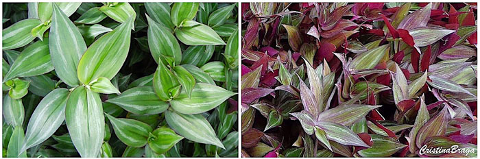 Lambari Roxo - Tradescantia zebrina “Purpusii”