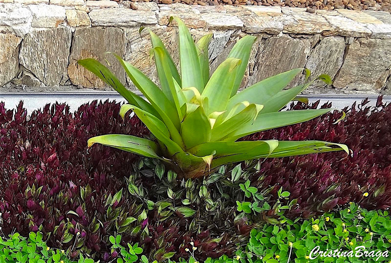 Lambari Roxo - Tradescantia zebrina Purpusii