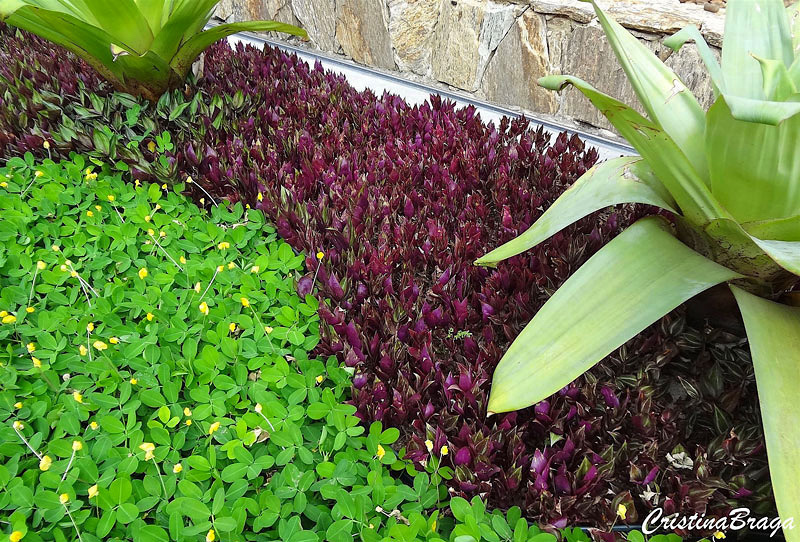 Lambari Roxo - Tradescantia zebrina Purpusii