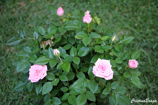 Mini Rosas