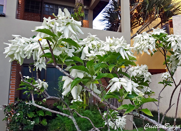 Mussaenda Branca - Mussaenda philippica