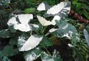 Orelha de Elefante – Alocasia macrorrhiza