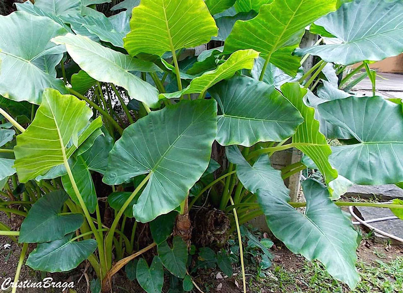 Orelha de Elefante - Alocasia macrorrhiza