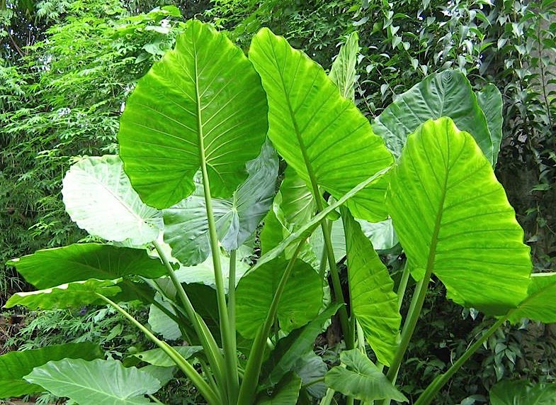 Orelha de Elefante - Alocasia macrorrhiza