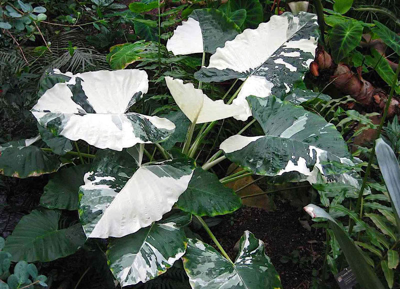 Orelha de Elefante - Alocasia macrorrhiza