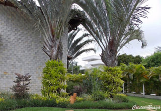 Planta Triangular Palmeira Triângulo - Dypsis decaryi - Flores e Folhagens