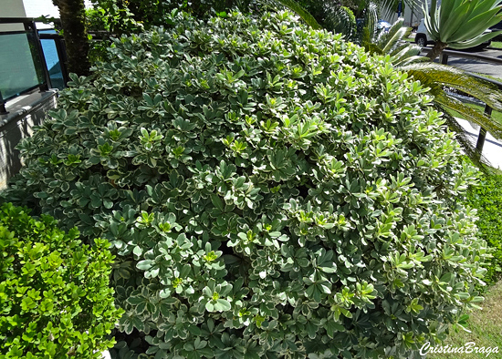 Pitosporo Japonês - Pittosporum tobira