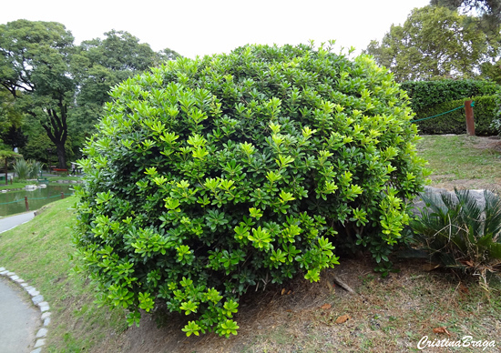 Pitosporo Japonês - Pittosporum tobira