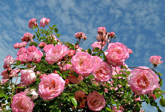Rosa Arbustiva